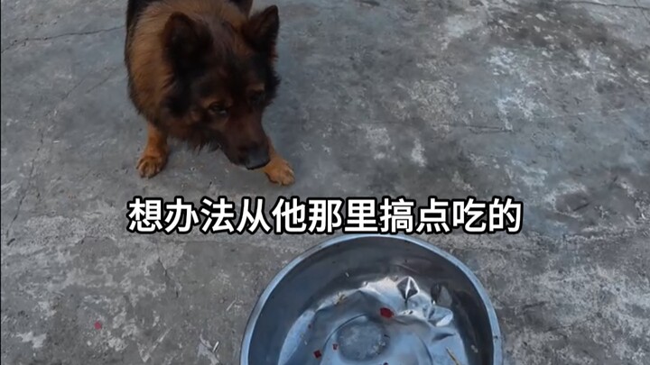 Jalan-jalan hemat ke Guizhou, lapar sekali, lalu minta makan sedikit sama Abang Gou!