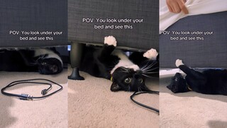 Tidak ada hantu di bawah tempat tidur, hanya ada seekor kucing emas yang ajaib