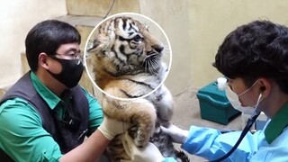 Meski mereka adalah harimau, pada dasarnya mereka tetaplah kakak beradik kucing yang menggemaskan~