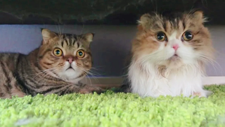 🍞 ฉันขอให้ Chu Chu ไปอาบน้ำ