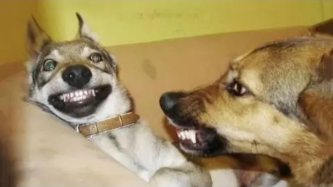 Funniest Animals Ever 🐧 - Awesome Funny Animals' Life Videos - Funniest Pets 😇 - Bilibili Funniest Animals Ever 🐧 - Awesome Funny Animals' Life Videos - Funniest Pets 😇 - Bilibili