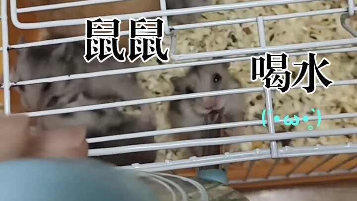 Mice drinking water