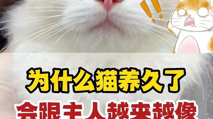 Why do cats start to look more and more like their owners the longer you keep them?