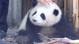 Animal|Giant Panda He Hua