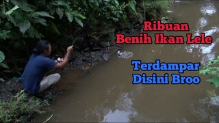 Pesta Strike Ikan Lele - Banjir Membawa Ribuan Benih Ikan Lele Ke Sungai Ini Broo