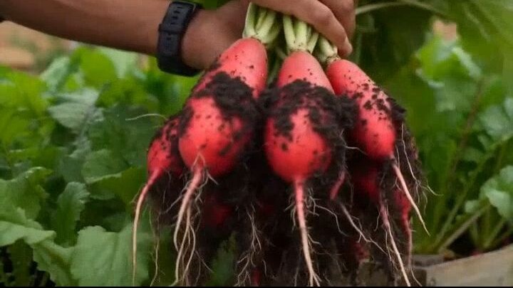Build & Grow Easy Raised Bed DIY 🥕 #Gardening #DIY #UrbanFarm
