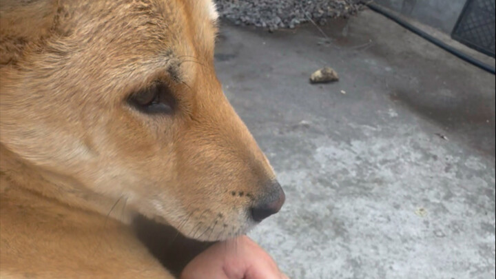 Nghi lễ cao nhất của chó nhà quê