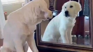 抚慰犬：眼泪自己擦