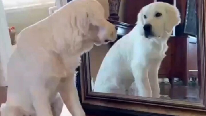 Comfort Dog: Wipe Your Own Tears