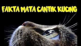 FAKTA MATA KUCING PUPIL VERTIKAL DAN TIDAK BUTA WARNA - CATS LOVERS HARUS TAU!