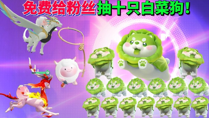 ดันไจ้พาร์ตี้ เทพเอ็บบี้: แจกฟรีให้แฟนๆ สุนัขราคาย่อมเยาทีเดียว 10 ตัว! แต่กลับสุ่มได้สีสันจัดจ้านขน