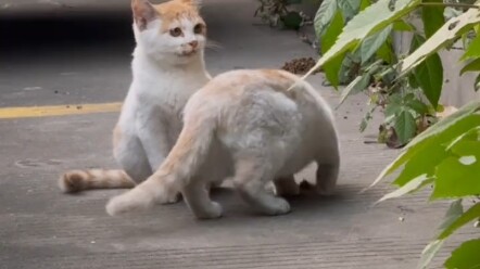 Such a happy little cat