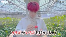 JPOP JO1 PICKING STRAWBERRY (SHO cut)