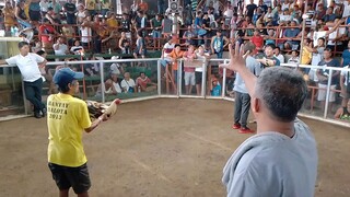 2x winner reg.grey.nabulag Nung unang laban.
