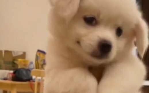 The little puppy is so cute!