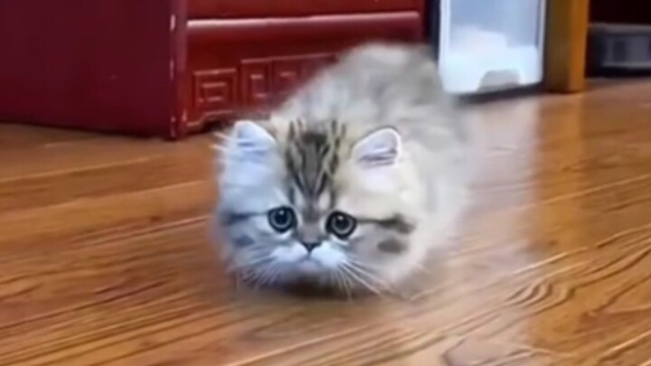 Tỷ lệ tử vong 100%