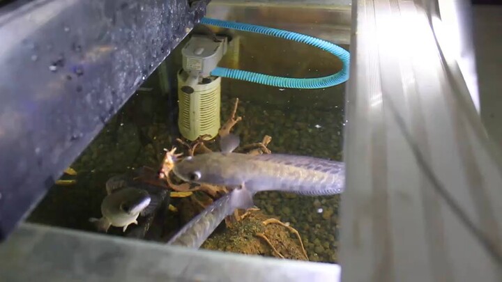 Feeding My Snakehead