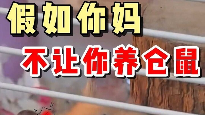 Nếu mẹ bạn không cho nuôi chuột hamster, hãy cho mẹ xem video này