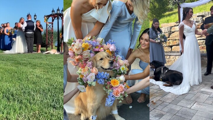 Dogs witness moments of happiness.