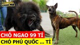 ⚡8 Giống Chó Đắt Nhất Thế Giới Bất Ngờ Chó Phú Quốc Việt Nam Xếp TOP