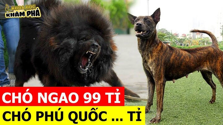 ⚡8 Giống Chó Đắt Nhất Thế Giới Bất Ngờ Chó Phú Quốc Việt Nam Xếp TOP