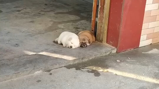 Không có chú cún nào có thể từ chối mút mút mút