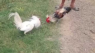 white kelso vs gull grey