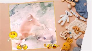 Jealous Puppy Want Attention -Compilation 2021 #animals #dog #puppy