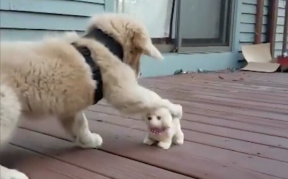 Chú cún vàng nhỏ thì làm sao có lòng dạ xấu xa được chứ~