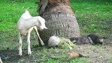 Curious otter pups discover goats on our property. #otters #goats