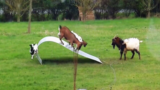 "The behavior of animals that confuse and make people laugh."