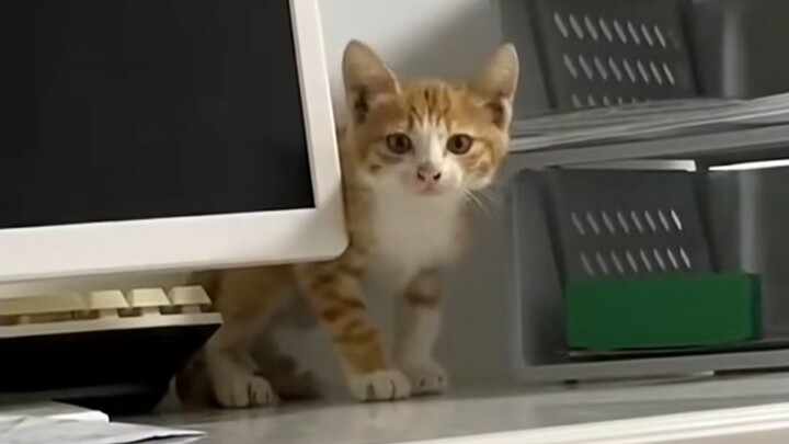 "The Cat's Strange Meows"