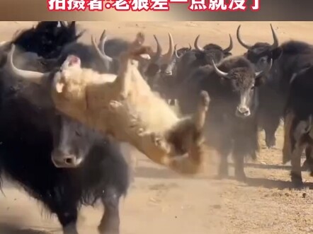 When a lone old wolf encounters a herd of yaks, its first instinct is to play dead. Filmed by: The o