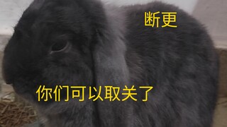 Farewell, Haki Rabbit! You can unfollow now—there will never be another Haki Rabbit video again. Hak