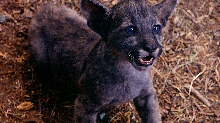 Dog Mom and Little Leopard Strike a Raw, Simple Chord in My Heart!