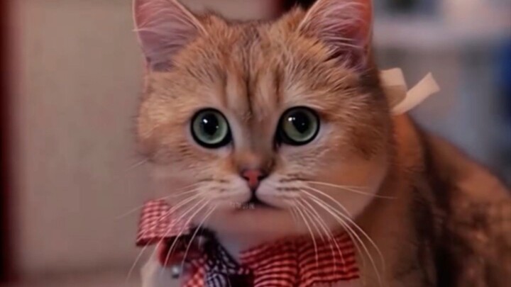 Cat Chinese Drama 🪷