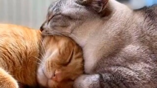 “果然，生活不能没有猫猫”