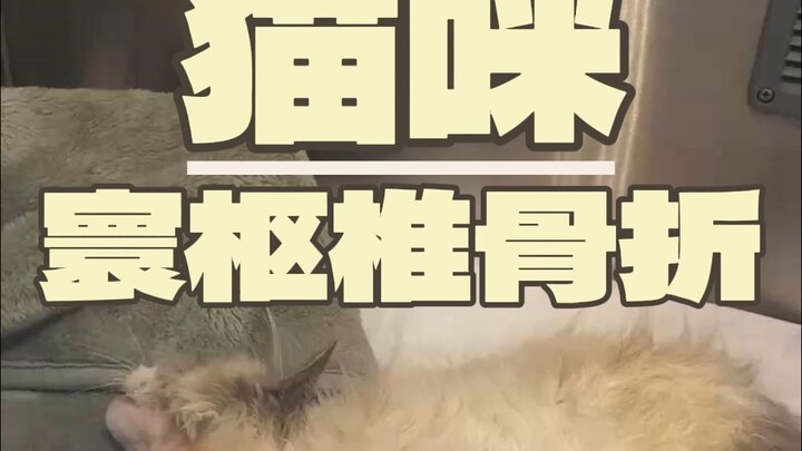 หัวแมวนี่ใกล้จะขาดแล้ว ยังลุกขึ้นได้อีกไหม?