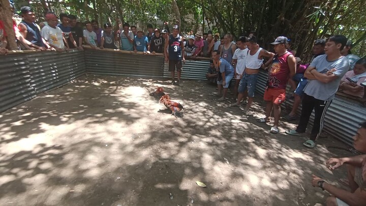 My 10 months old seedfowl 1x winner unsratch vs 2 years old cock