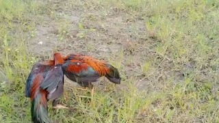 ayam Bangkok Thailand