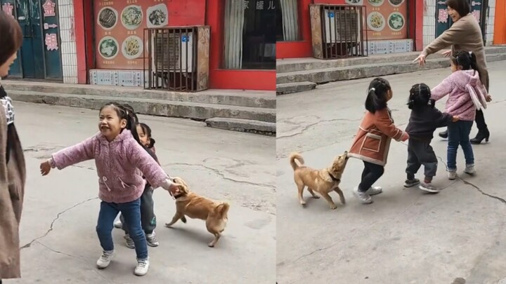 A dog plays “Hawk Catches Chicks,” locking horns with a child over the corner of their clothes for s