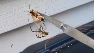 Memberi laba-laba seekor tawon, tapi dia sekarang belum mau memakannya, melainkan ingin "mengemasnya