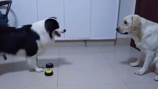 [Hewan]Pertandingan Kecerdasan Border Collie dan Labrador