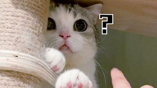 Pemilik aneh bicara ngawur, kucing kecil tampak bingung