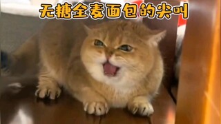 Bagaimana kucing bisa mengeong seperti itu?
