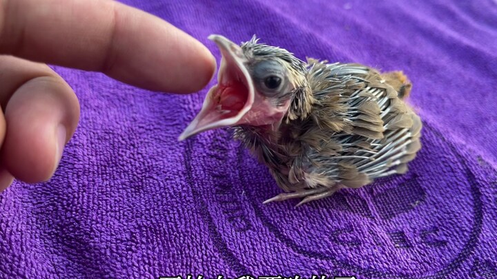 A baby bird will mistake the first person it sees for its mother.