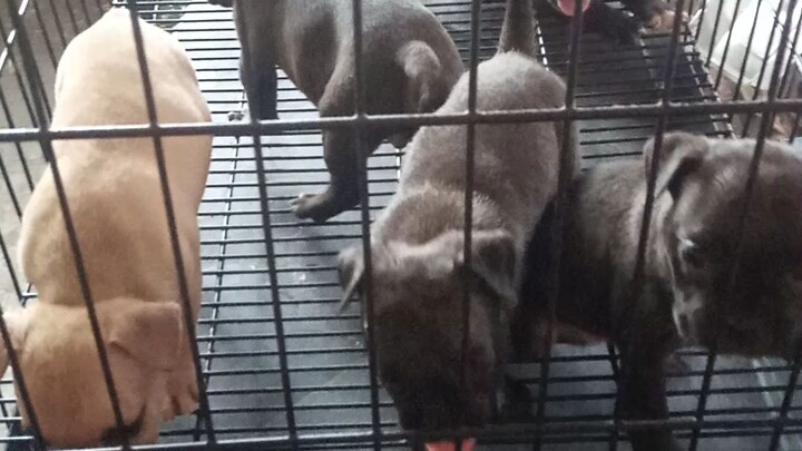 american bully bullit