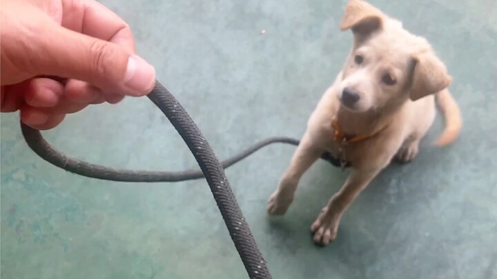 ملك العقدة: نزهة الكلب