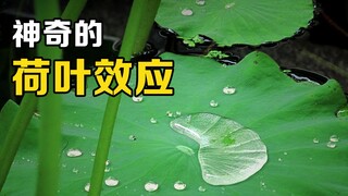 荷叶效应是什么？将叶片放大500倍，找到了它“不沾水”的原因