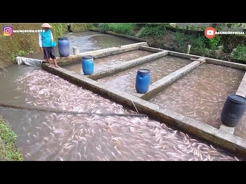 MANTAP, BUDIDAYA IKAN NILA AIR DERAS TEBAR SUPER PADAT